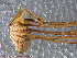  ( - UAM:Ento:109724)  @13 [ ] CreativeCommons - Attribution Non-Commercial No Derivatives (2013) Derek Sikes University of Alaska Museum