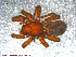  ( - UAM:Ento:113389)  @12 [ ] CreativeCommons - Attribution Non-Commercial No Derivatives (2013) Derek Sikes University of Alaska Museum