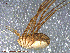  ( - UAM:Ento:242112)  @13 [ ] CreativeCommons - Attribution Non-Commercial No Derivatives (2013) Derek Sikes University of Alaska Museum