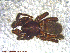 ( - UAM:Ento:120699)  @13 [ ] CreativeCommons - Attribution Non-Commercial No Derivatives (2013) Derek Sikes University of Alaska Museum