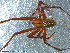  ( - UAM:Ento:127006)  @13 [ ] CreativeCommons - Attribution Non-Commercial No Derivatives (2013) Derek Sikes University of Alaska Museum