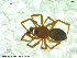  ( - UAM:Ento:235722)  @13 [ ] CreativeCommons - Attribution Non-Commercial No Derivatives (2013) Derek Sikes University of Alaska Museum
