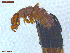  ( - UAM:Ento:342379)  @11 [ ] CreativeCommons  Attribution Non-Commercial No Derivatives (2021) Derek Sikes University of Alaska Museum