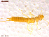  ( - UAM:Ento:407359)  @11 [ ] CreativeCommons  Attribution Non-Commercial No Derivatives (2021) Derek Sikes University of Alaska Museum