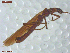  ( - UAM:Ento:444155)  @11 [ ] CreativeCommons  Attribution Non-Commercial No Derivatives (2021) Derek Sikes University of Alaska Museum
