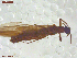  ( - UAM:Ento:444156)  @11 [ ] CreativeCommons  Attribution Non-Commercial No Derivatives (2021) Derek Sikes University of Alaska Museum