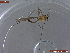  ( - UAM:Ento:452352)  @11 [ ] CreativeCommons  Attribution Non-Commercial No Derivatives (2022) Derek Sikes University of Alaska Museum