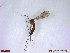  ( - UAM:Ento:452333)  @11 [ ] CreativeCommons  Attribution Non-Commercial No Derivatives (2023) Derek Sikes University of Alaska Museum