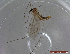  ( - UAM:Ento:457626)  @11 [ ] CreativeCommons  Attribution Non-Commercial No Derivatives (2022) Derek Sikes University of Alaska Museum
