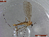  ( - UAM:Ento:457612)  @11 [ ] CreativeCommons  Attribution Non-Commercial No Derivatives (2022) Derek Sikes University of Alaska Museum