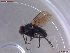  ( - UAM:Ento:457761)  @11 [ ] CreativeCommons  Attribution Non-Commercial No Derivatives (2022) Derek Sikes University of Alaska Museum