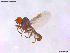  ( - UAM:Ento:457958)  @11 [ ] CreativeCommons  Attribution Non-Commercial No Derivatives (2022) Derek Sikes University of Alaska Museum