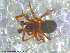  ( - UAM:Ento:226409)  @11 [ ] CreativeCommons - Attribution Non-Commercial No Derivatives (2013) Derek Sikes University of Alaska Museum