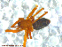  ( - UAM:Ento:227397)  @12 [ ] CreativeCommons - Attribution Non-Commercial No Derivatives (2013) Derek Sikes University of Alaska Museum