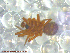  (Agyneta sp. 1-JS - UAM:Ento:225346)  @11 [ ] CreativeCommons - Attribution Non-Commercial No Derivatives (2013) Derek Sikes University of Alaska Museum