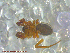  (Agyneta sp. 2-JS - UAM:Ento:225366)  @11 [ ] CreativeCommons - Attribution Non-Commercial No Derivatives (2013) Derek Sikes University of Alaska Museum
