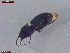  ( - UAM:Ento:483302)  @11 [ ] CreativeCommons  Attribution Non-Commercial No Derivatives (2023) Derek Sikes University of Alaska Museum