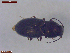  ( - UAM:Ento:483300)  @11 [ ] CreativeCommons  Attribution Non-Commercial No Derivatives (2023) Derek Sikes University of Alaska Museum
