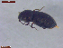  ( - UAM:Ento:483301)  @11 [ ] CreativeCommons  Attribution Non-Commercial No Derivatives (2023) Derek Sikes University of Alaska Museum