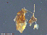  (Elenchus sp - UAM:Ento:296386)  @13 [ ] CreativeCommons  Attribution Non-Commercial No Derivatives (2016) Derek Sikes University of Alaska Museum