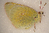  (Colias christina kluanensis - KWP:Ento:30024)  @12 [ ] CreativeCommons - Attribution Non-Commercial No Derivatives (2015) Derek Sikes University of Alaska Museum