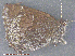  ( - KWP:Ento:35111)  @12 [ ] CreativeCommons - Attribution Non-Commercial No Derivatives (2015) Derek Sikes University of Alaska Museum