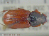  ( - UAM:Ento:113982)  @11 [ ] CreativeCommons - Attribution Non-Commercial No Derivatives (2015) Derek Sikes University of Alaska Museum