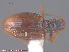  (Stephostethus cinnamopterus - UAM:Ento:114693)  @11 [ ] CreativeCommons - Attribution Non-Commercial No Derivatives (2015) Derek Sikes University of Alaska Museum