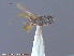  ( - UAM:Ento:114646)  @11 [ ] CreativeCommons - Attribution Non-Commercial No Derivatives (2015) Derek Sikes University of Alaska Museum