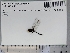  ( - UAM:Ento:224769)  @11 [ ] CreativeCommons  Attribution Non-Commercial No Derivatives (2023) Derek Sikes University of Alaska Museum