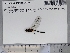  ( - UAM:Ento:249783)  @11 [ ] CreativeCommons  Attribution Non-Commercial No Derivatives (2023) Derek Sikes University of Alaska Museum