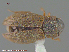  (Helophorus sp - UAM:Ento:117778)  @11 [ ] CreativeCommons - Attribution Non-Commercial No Derivatives (2014) Derek Sikes University of Alaska Museum