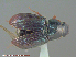 ( - UAM:Ento:118542)  @13 [ ] CreativeCommons - Attribution Non-Commercial No Derivatives (2015) Derek Sikes University of Alaska Museum