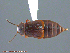  ( - UAM:Ento:130413)  @13 [ ] CreativeCommons - Attribution Non-Commercial No Derivatives (2014) Derek Sikes University of Alaska Museum
