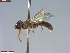  ( - UAM:Ento:125844)  @11 [ ] CreativeCommons  Attribution Non-Commercial No Derivatives (2023) Derek Sikes University of Alaska Museum