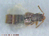  (Thinobius sp - UAM:Ento:141027)  @12 [ ] CreativeCommons - Attribution Non-Commercial No Derivatives (2014) Derek Sikes University of Alaska Museum