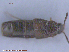  ( - UAM:Ento:137442)  @11 [ ] CreativeCommons - Attribution Non-Commercial No Derivatives (2015) Derek Sikes University of Alaska Museum
