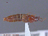  ( - UAM:Ento:145602)  @11 [ ] CreativeCommons - Attribution Non-Commercial No Derivatives (2015) Derek Sikes University of Alaska Museum