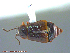  ( - UAM:Ento:144965)  @13 [ ] CreativeCommons - Attribution Non-Commercial No Derivatives (2014) Derek Sikes University of Alaska Museum