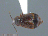  ( - UAM:Ento:144964)  @13 [ ] CreativeCommons - Attribution Non-Commercial No Derivatives (2014) Derek Sikes University of Alaska Museum