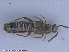  ( - UAM:Ento:145000)  @12 [ ] CreativeCommons - Attribution Non-Commercial No Derivatives (2015) Derek Sikes University of Alaska Museum