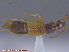  (Lathrobium sp - UAM:Ento:142347)  @11 [ ] CreativeCommons - Attribution Non-Commercial No Derivatives (2015) Derek Sikes University of Alaska Museum