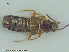  ( - UAM:Ento:142693)  @11 [ ] CreativeCommons - Attribution Non-Commercial No Derivatives (2015) Derek Sikes University of Alaska Museum
