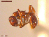  ( - UAM:Ento:142028)  @11 [ ] CreativeCommons  Attribution Non-Commercial No Derivatives (2021) Derek Sikes University of Alaska Museum
