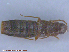  (Oxypoda sp. 2 - UAM:Ento:142042)  @12 [ ] CreativeCommons - Attribution Non-Commercial No Derivatives (2015) Derek Sikes University of Alaska Museum