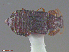  ( - UAM:Ento:140013)  @11 [ ] CreativeCommons  Attribution Non-Commercial No Derivatives (2016) Derek Sikes University of Alaska Museum