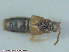  ( - UAM:Ento:141926)  @12 [ ] CreativeCommons - Attribution Non-Commercial No Derivatives (2015) Derek Sikes University of Alaska Museum