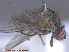  ( - UAM:Ento:153308)  @12 [ ] CreativeCommons - Attribution Non-Commercial No Derivatives (2015) Derek Sikes University of Alaska Museum