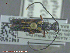  ( - UAM:Ento:153471)  @12 [ ] CreativeCommons - Attribution Non-Commercial No Derivatives (2014) Derek Sikes University of Alaska Museum