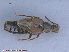  ( - UAM:Ento:152475)  @13 [ ] CreativeCommons - Attribution Non-Commercial No Derivatives (2015) Derek Sikes University of Alaska Museum
